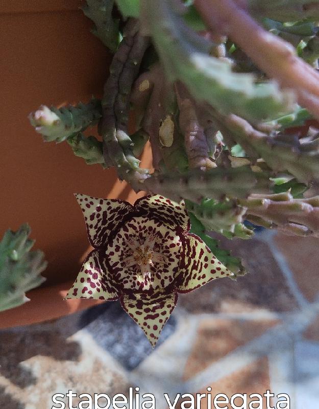 Stapelia variegata.jpg